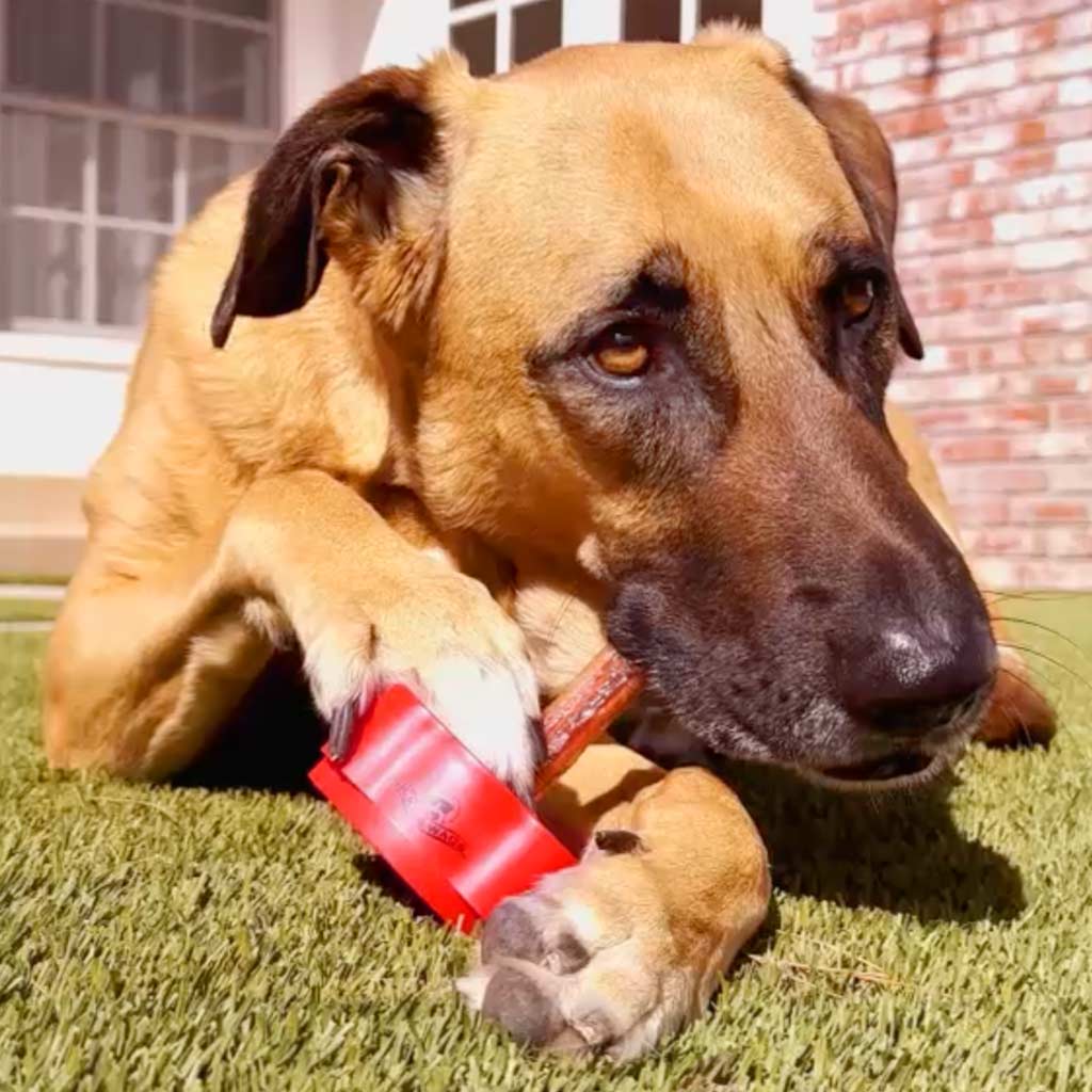 Image of a big dog enjoying a bully stick outside in his yard. 